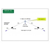 PST2-4080C Dual-band wire dipole loaded for 40m and 80m ProSisTel